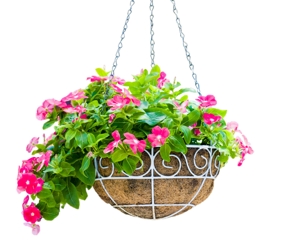 Hanging Basket Success!